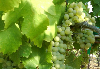 15742304993532.jpg Viognier.jpg