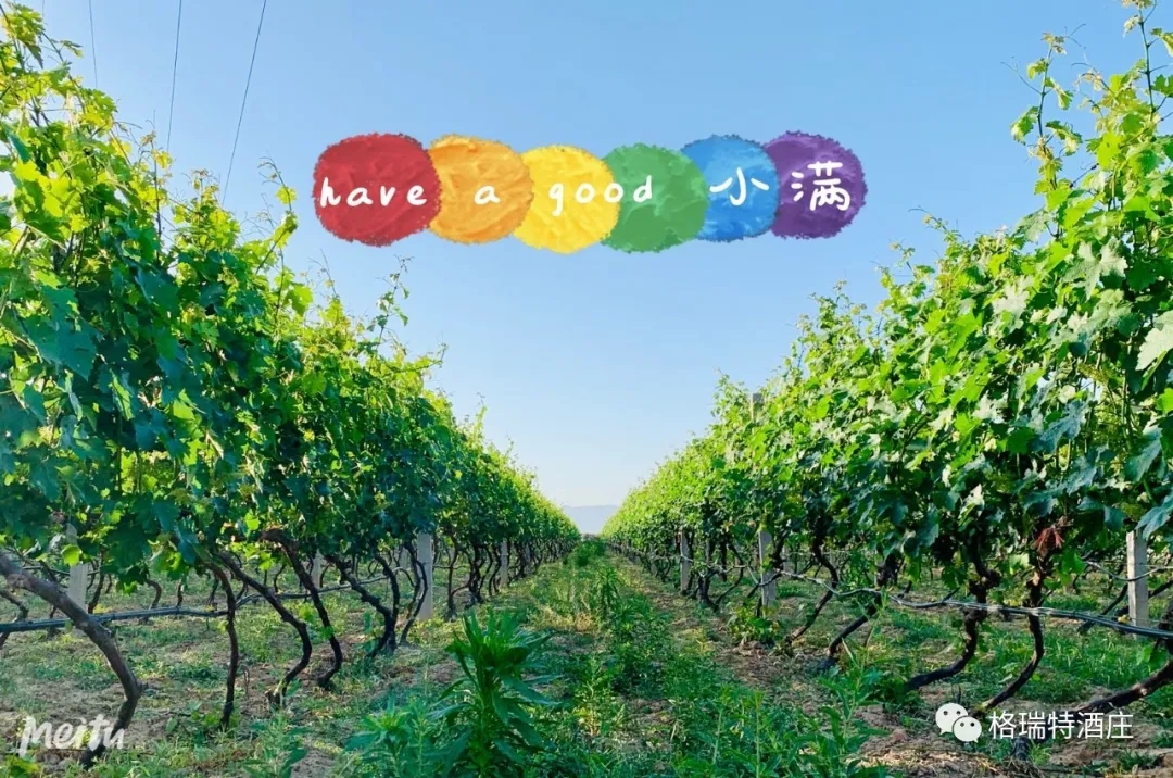 記錄小滿時節(jié)的酒莊、怎一美字了得！