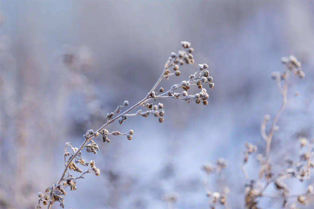 小雪 ▎冬藏萬物，歲月沉香