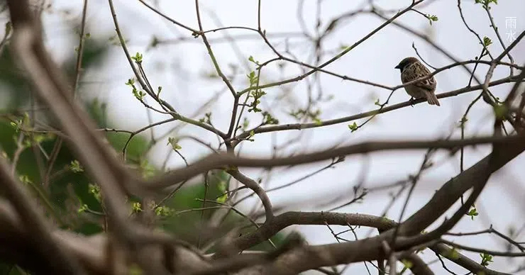 雨水||絲絲春雨潤(rùn)萬(wàn)物，杯杯美酒暖人心