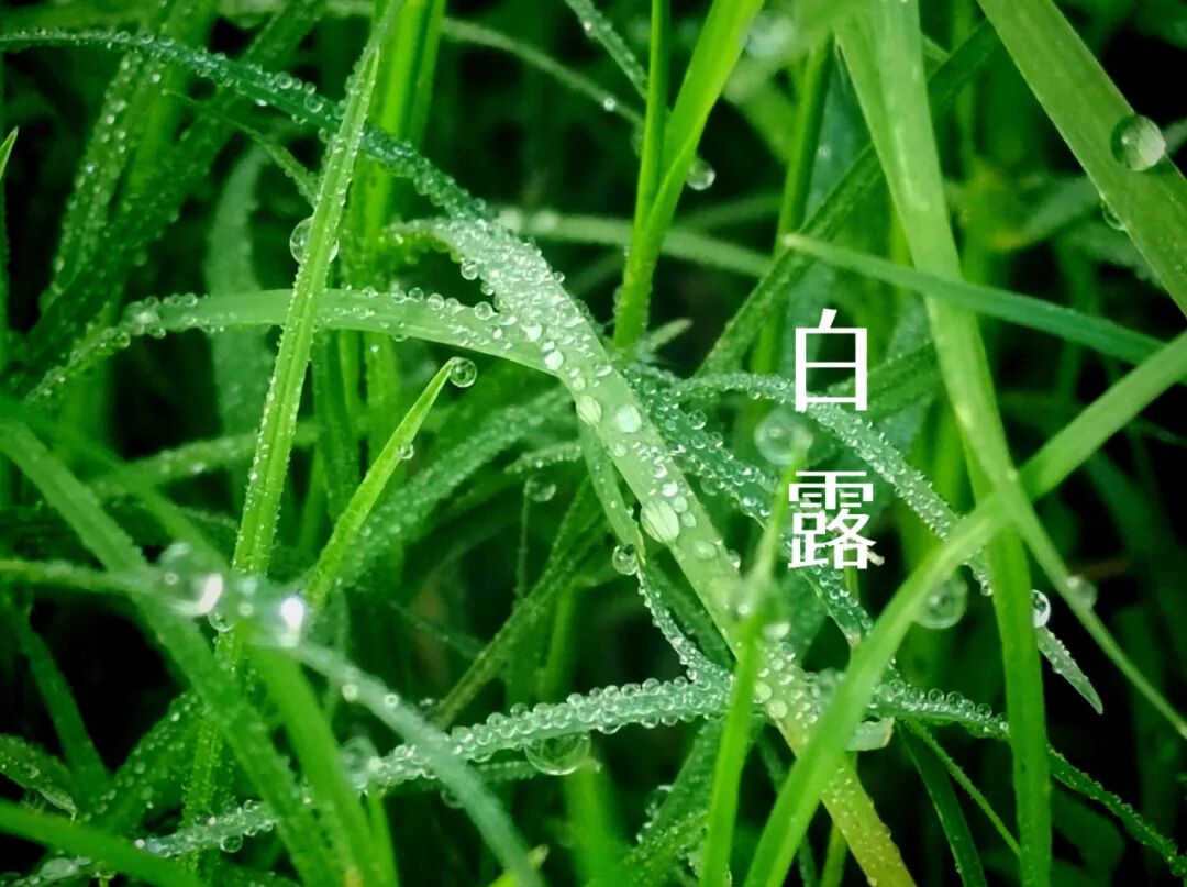 白露||霜凝秋意心自閑，歲月靜美福滿(mǎn)園